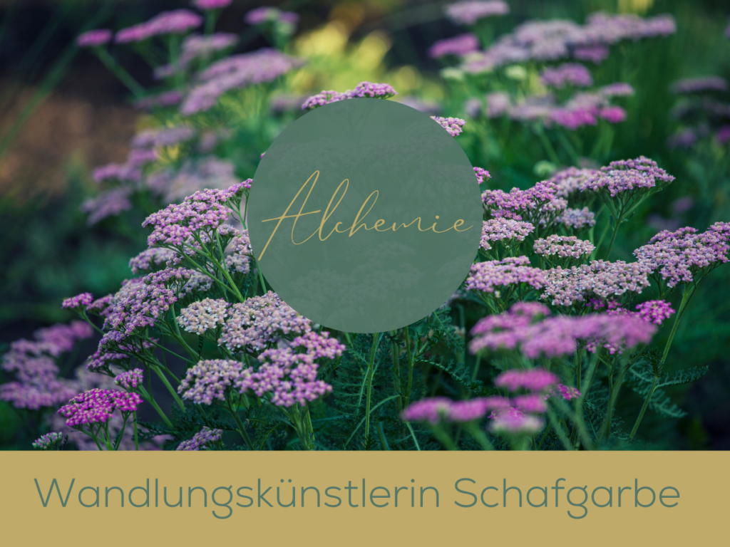 Wandlungskünstlerin Schafgarbe | Ronja Tschümperlin - Mindful Living Coach